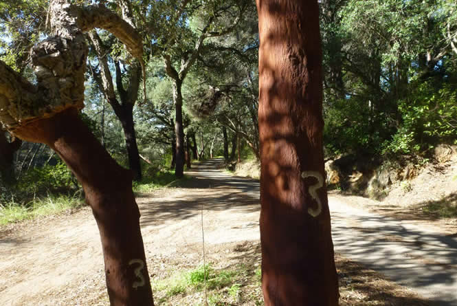 cork oak