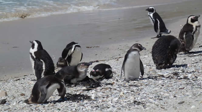 Penguins at Boulders Beach