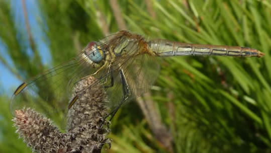 red-veined darter