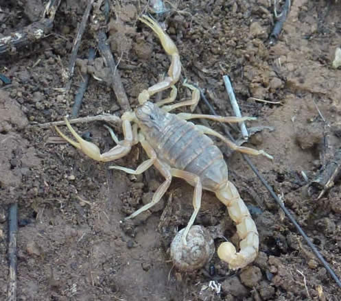 Yellow scorpion