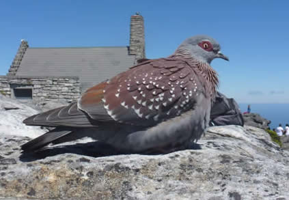 speckled pigeon