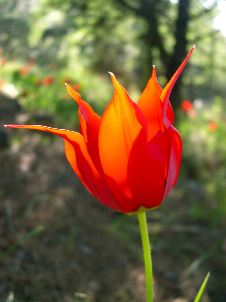 Wild tulip Tulipa undulatifolia (Rob Lucking)