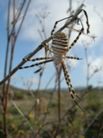 Banded argiope spider, upperside