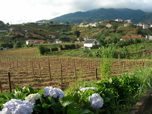 View from Quinta do Furão