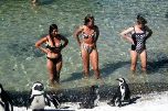 African penguins at Boulders beach (Geoff Crane)
