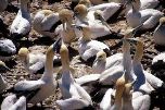 Cape gannets (Geoff Crane)