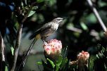 Cape sugarbird, again on Protea compacta (Geoff Crane)